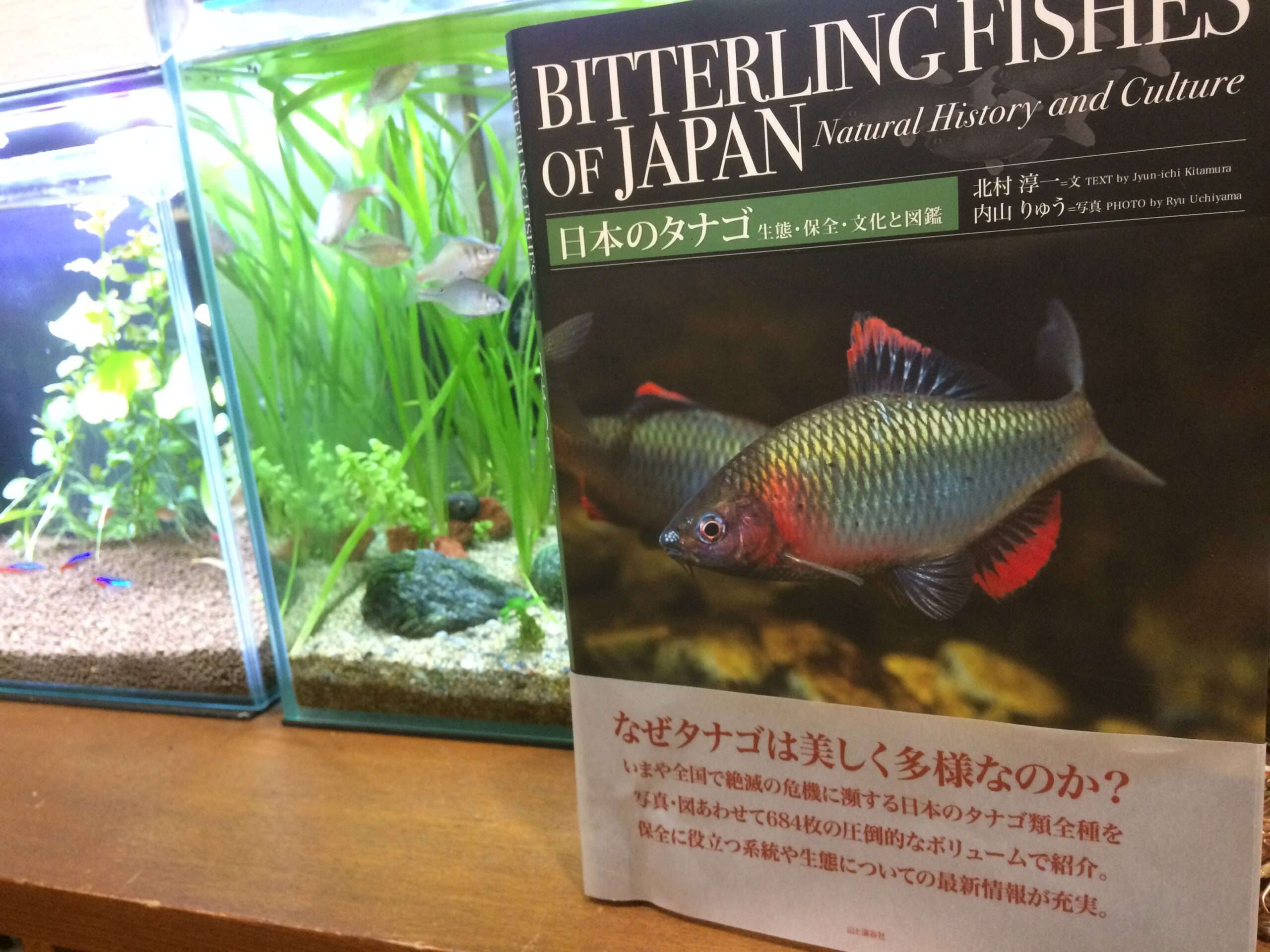 日本淡水魚 ページ 3 九州アクア日和