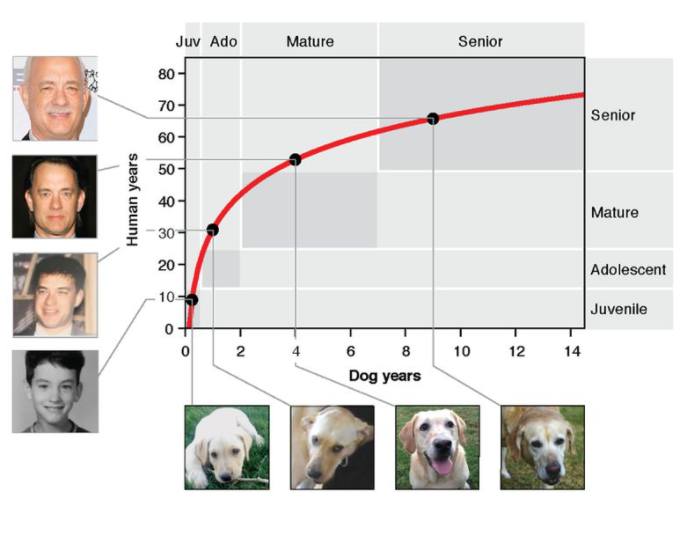 犬 年齢 計算